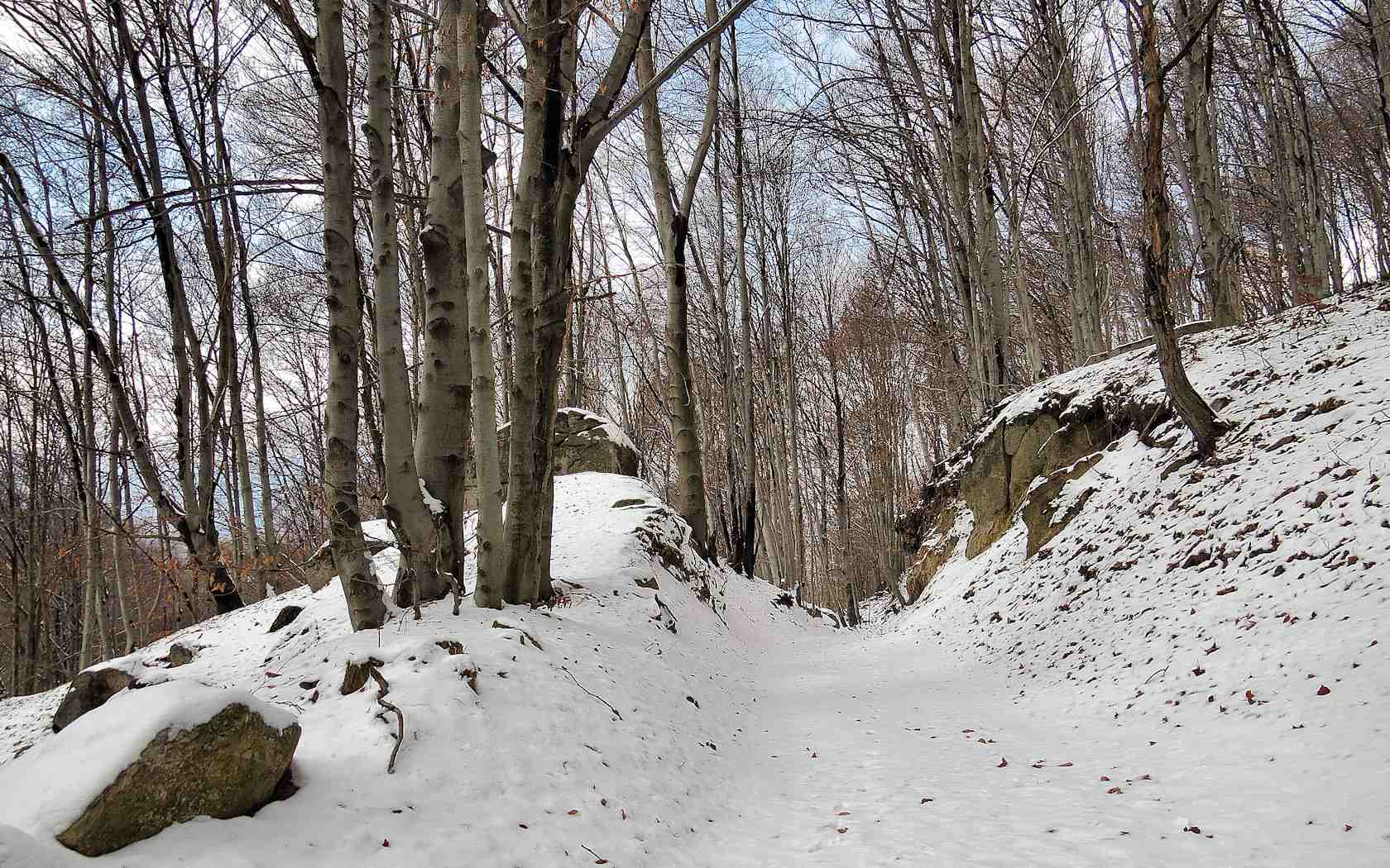 Alberi d''inverno... un invito